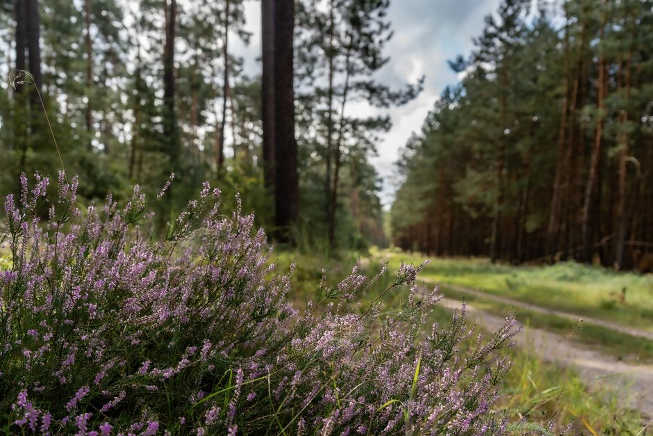 A close-up view of a lush lavender bush with delicate purple flowers, situated beside a dirt path in a dense forest of tall pine trees. The flowers appear fresh and vibrant, with textured petals and s