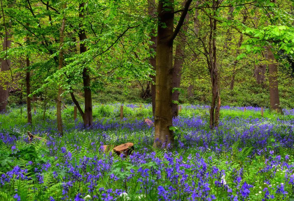 A lush, vibrant woodland scene with tall trees featuring fresh green leaves, filtering natural light onto a forest floor densely covered with bluebell flowers in shades of purple and violet. The groun