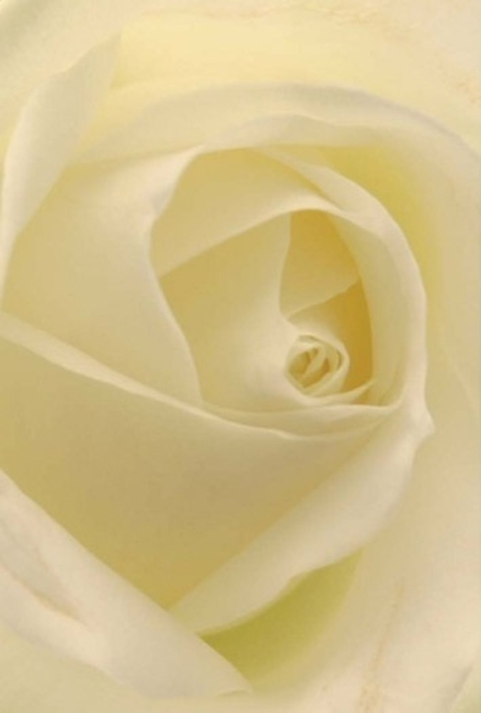 Seen in intimate detail, this breathtaking white rose embodies the refined sensibility of Chigwell's floral artistry. The petals unfurl in harmonious layers, their seamless gradient of white to gentle cream reminiscent of the soft daylight that brightens Brook Parade. Each petal is touched by a silky matte texture, both inviting and serene, while a delicate interplay of light and shadow brings the rose to life with dimensional depth. The composition is as much about craftsmanship as it is about heartfelt emotion-perfect for romantic gestures, apologies spoken from the heart, or centrepieces that lend elegance to a Chigwell wedding or gathering. The spiraled heart of the rose glows with quiet resilience, a symbol of lasting affection and thoughtful sentiment, subtly enhanced by nearly translucent edges that hint at both purity and the fleeting beauty of a perfect bloom. This arrangement-offering a sense of unspoken fragrance, tranquil and clean-reflects the calm of Chigwell's green spaces and the care behind every arrangement prepared by local florists. A flower such as this would grace any occasion with grace, sincerity, and the steady reassurance of home.